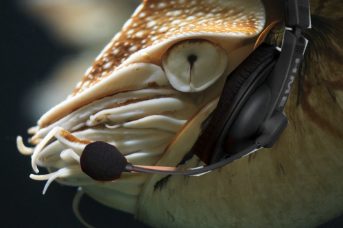 [Image: 0iytj1r.png]