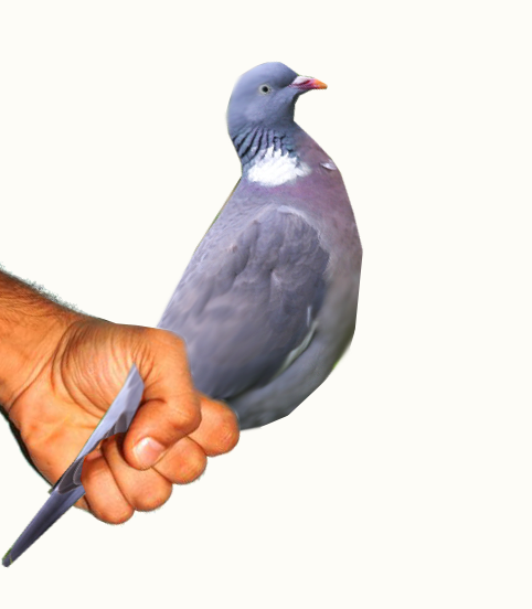 [Image: 6VJoEVx.png]