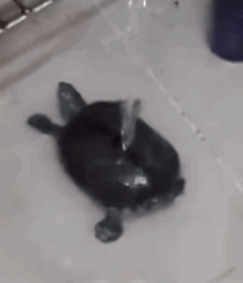 [Image: 80Ux1DR.gif]