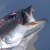 [Image: NEZ4axC.png]