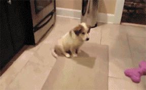 [Image: RdZZnCH.gif]