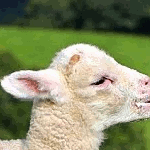[Image: ajOJTrK.gif]