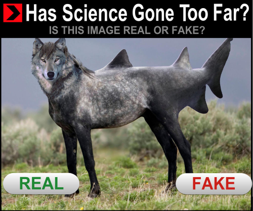 [Image: fefoxSm.png]