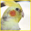[Image: gvfu6IZ.png]