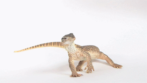 [Image: oPFstio.gif]