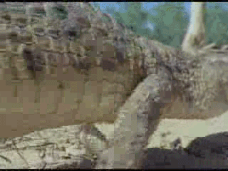[Image: pV1DHGv.gif]